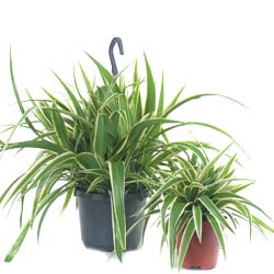 Chlorophytum